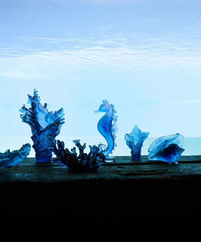 Mer de Corail Coquillage conque