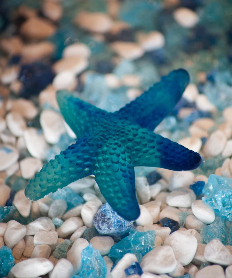 Mer de Corail Etoile de mer Bleue