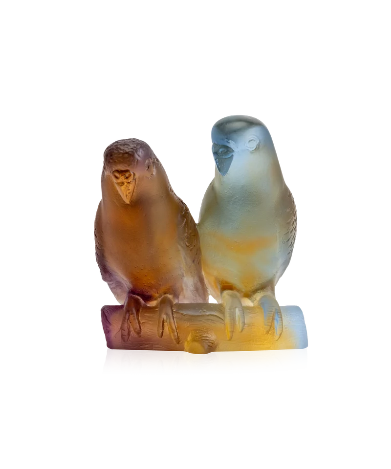 Couple de perruches Ambre
