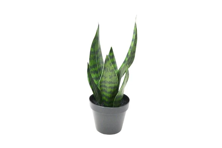Sansevieria artificielle en pot 32cm