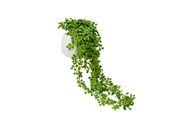 Chaine de perle senecio artificiel 28cm