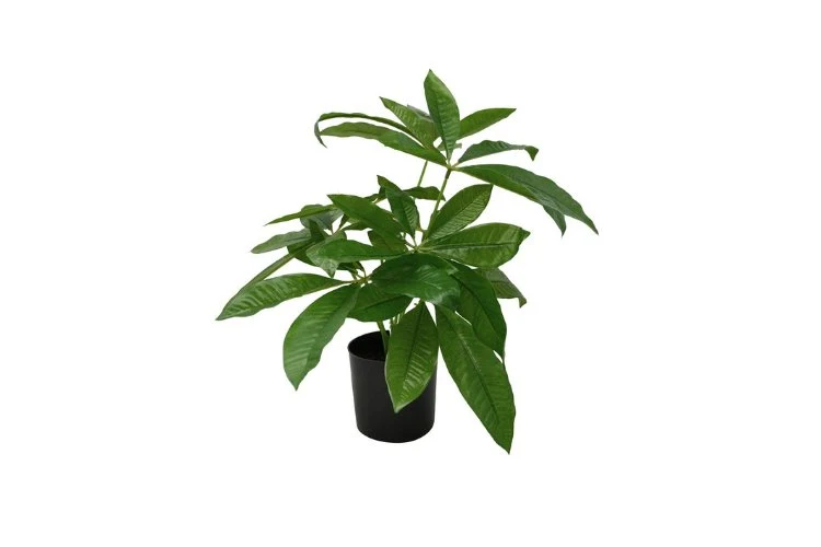 Pachira artificiel 40cm