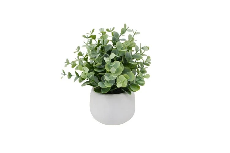Eucalyptus en pot blanc 21cm