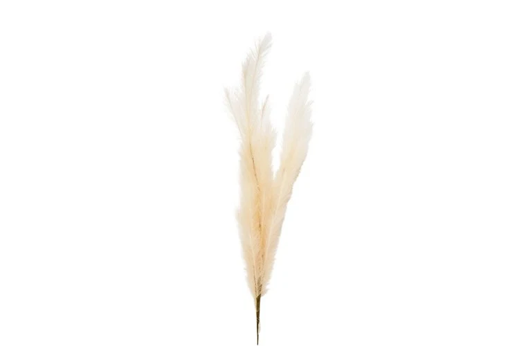 Pampas blanc cassé 138cm